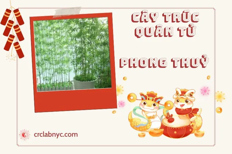 Ý nghĩa của cây trúc quân tử phong thuỷ
