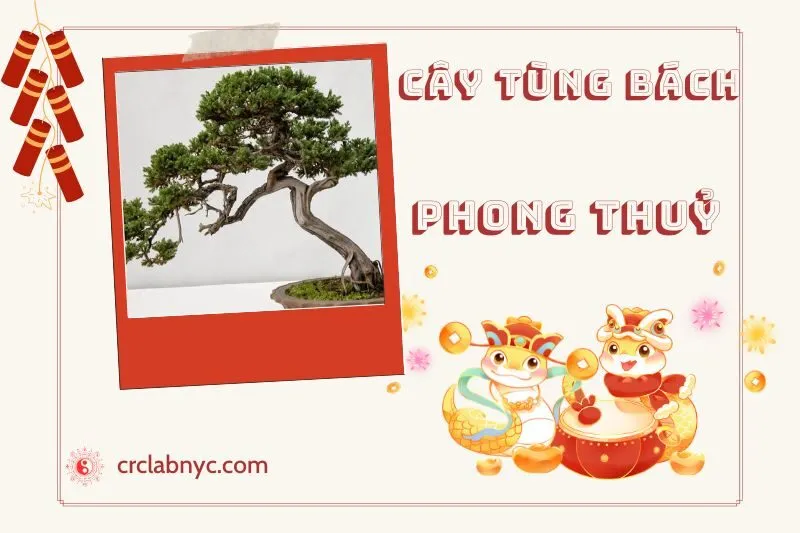 Ý nghĩa của Cây Tùng Bách Phong Thuỷ