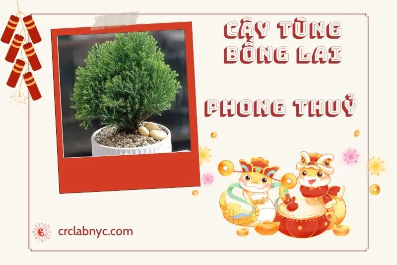 Ý nghĩa của Cây Tùng Bồng Lai Phong Thuỷ