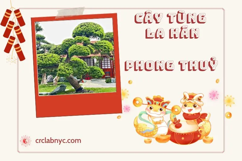 Ý nghĩa của Cây Tùng La Hán Phong Thuỷ