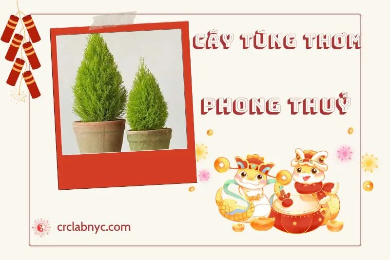 Ý nghĩa phong thuỷ của cây tùng thơm