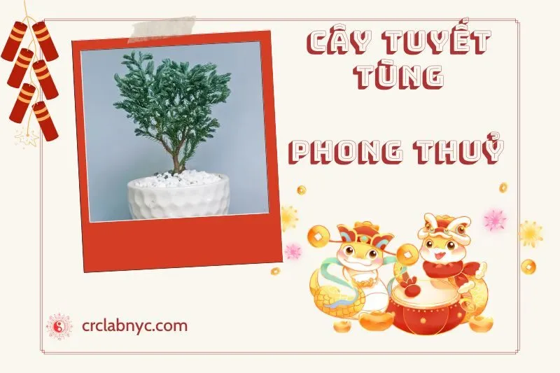 Ý nghĩa của Cây Tuyết Tùng Phong Thủy