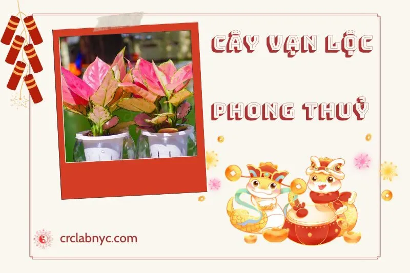 Ý nghĩa của Cây Vạn Lộc Phong Thuỷ