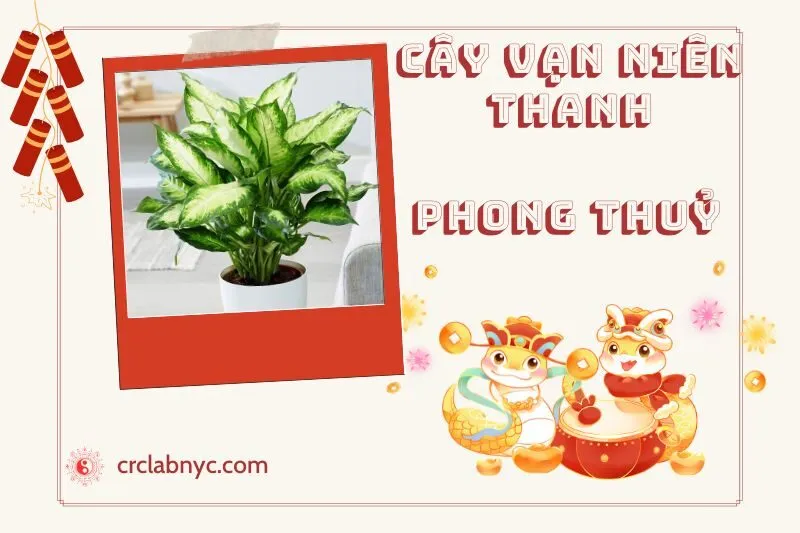Ý nghĩa của Cây Vạn Niên Thanh Phong Thuỷ
