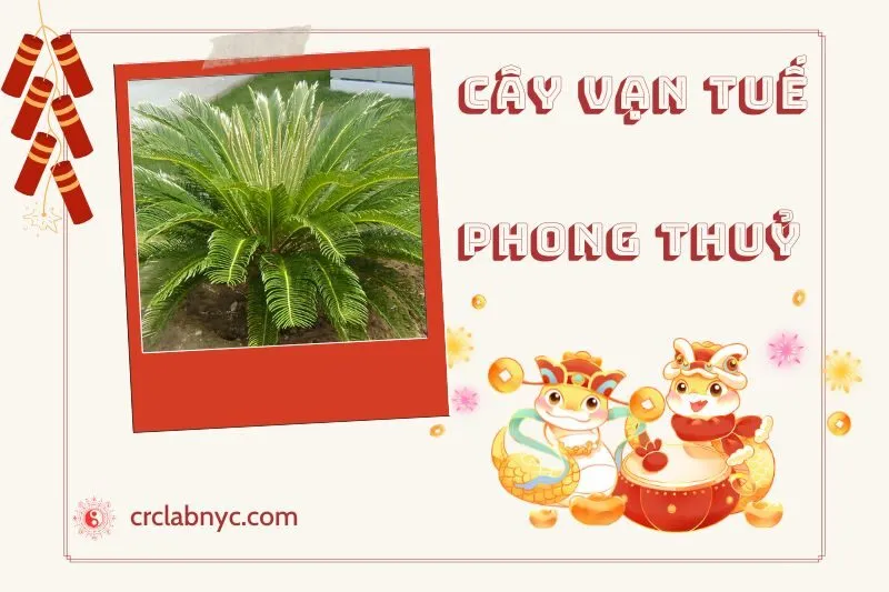 Ý nghĩa của Cây Vạn Tuế Phong Thủy
