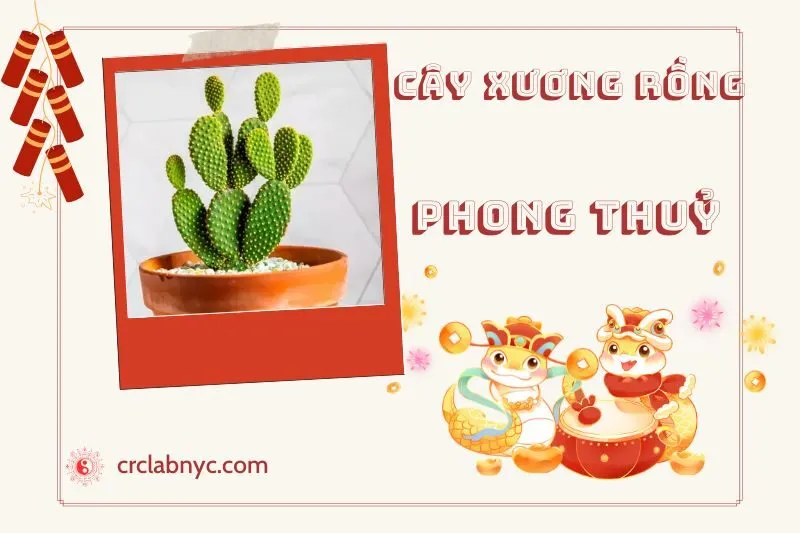 Ý nghĩa của Cây Xương Rồng Phong Thuỷ